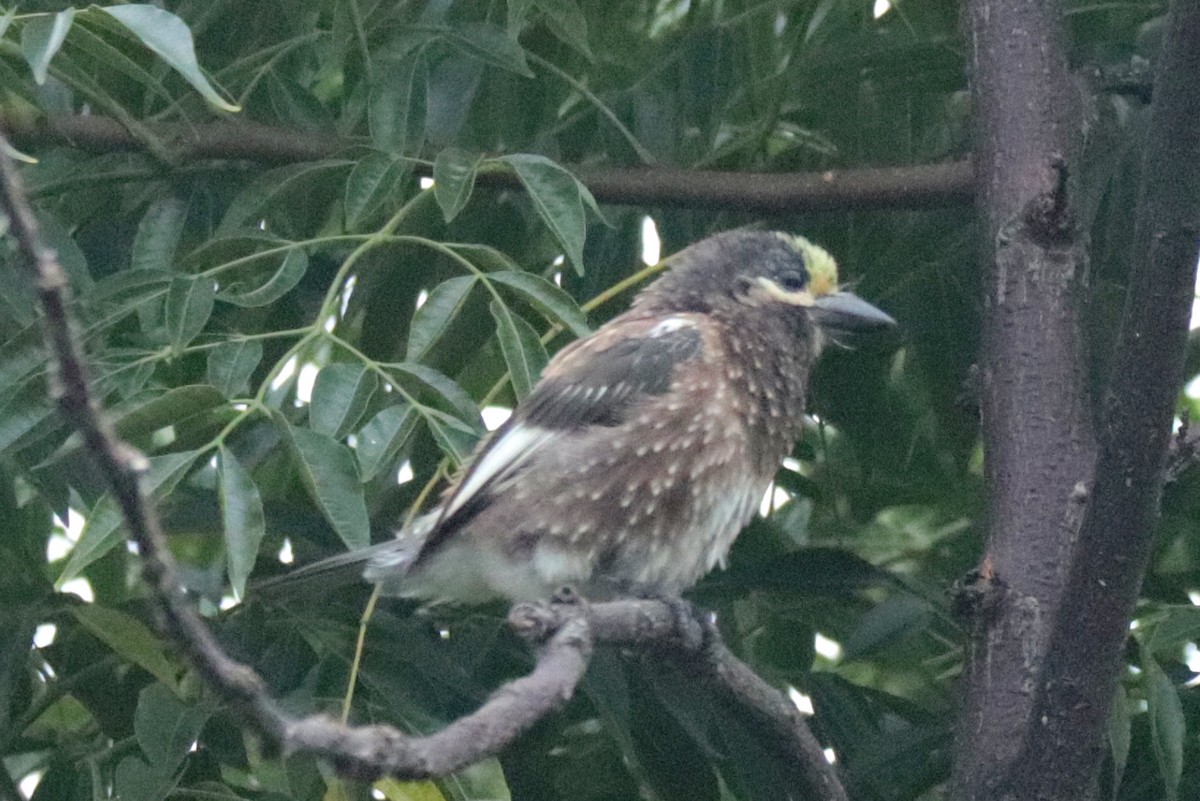 Whyte's Barbet - ML636214312