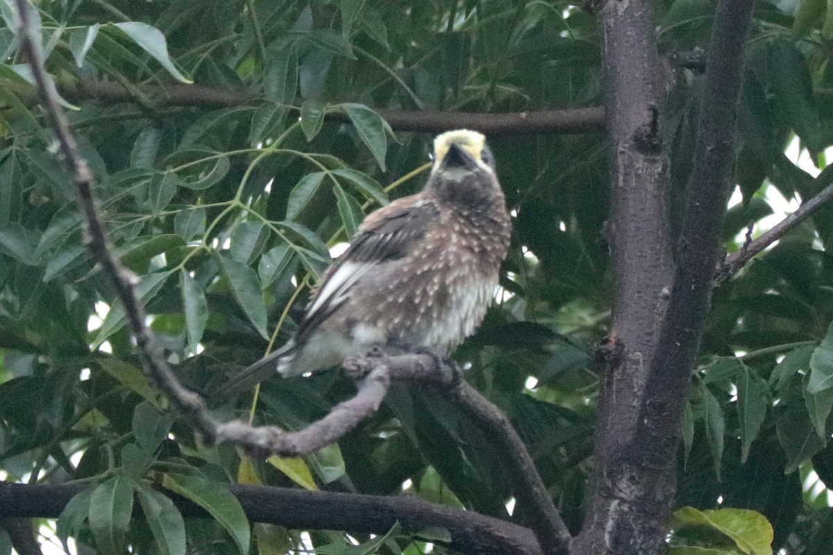 Whyte's Barbet - ML636214313