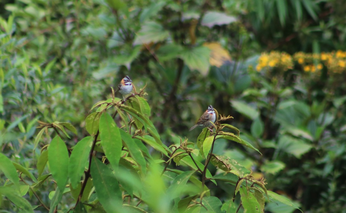 Rufous-collared Sparrow - ML636214316