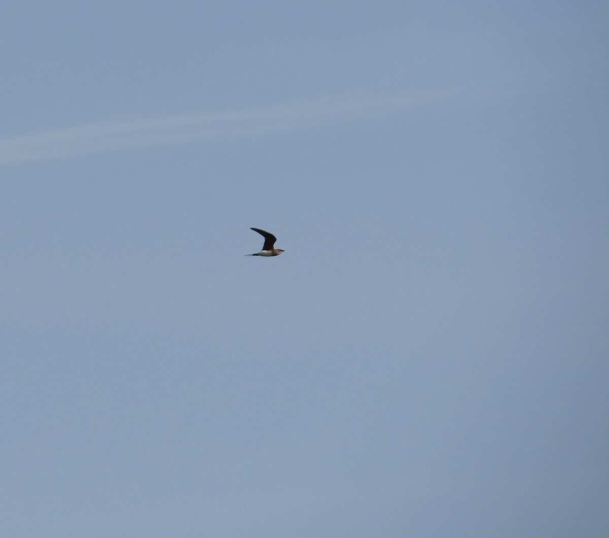 Collared Pratincole - ML636214317