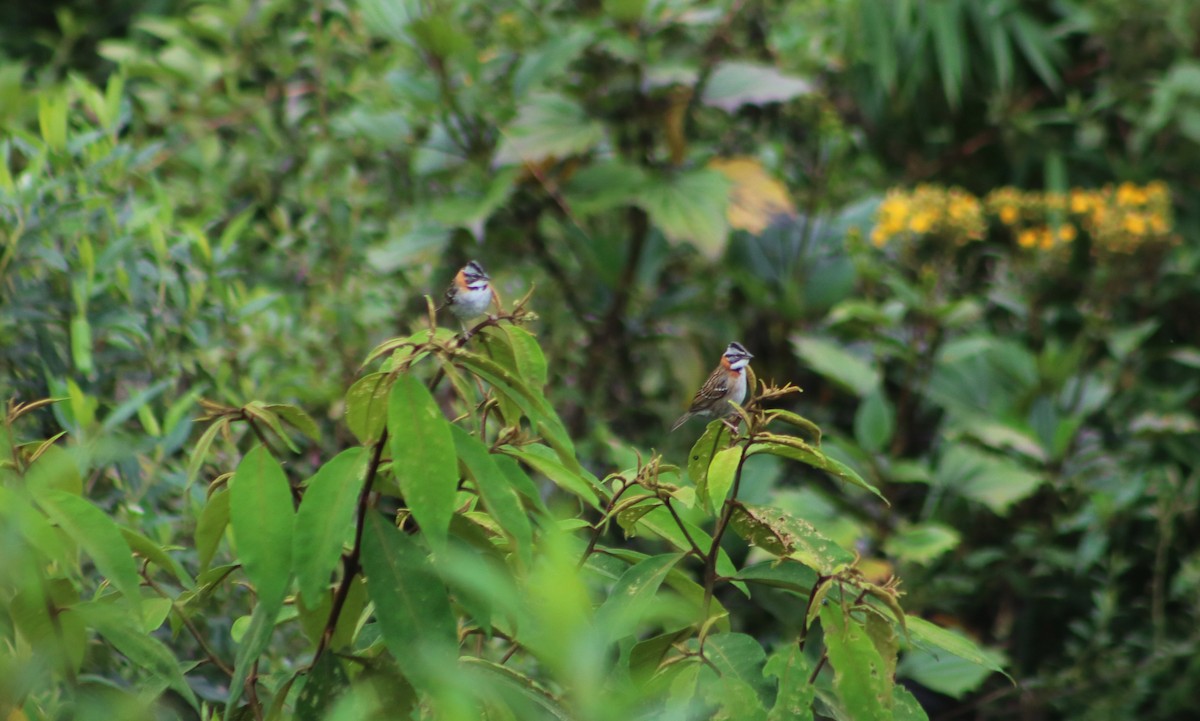 Rufous-collared Sparrow - ML636214322