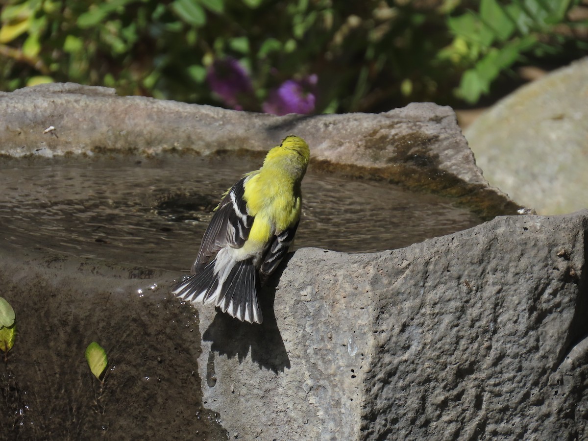 American Goldfinch - ML636214371