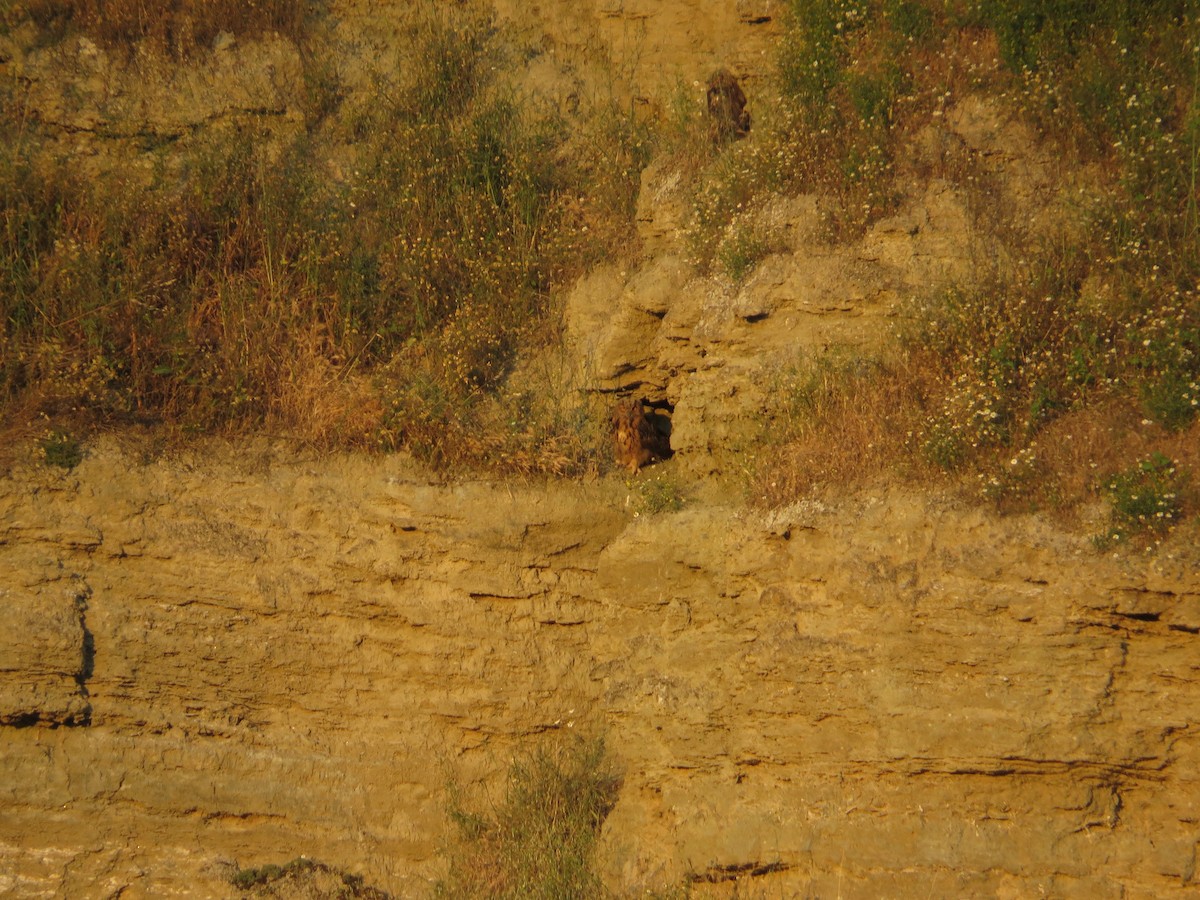 Eurasian Eagle-Owl - ML636214376