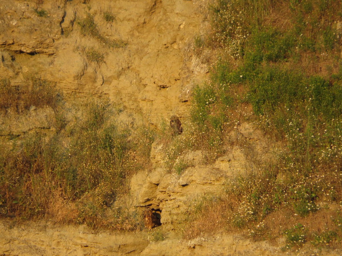 Eurasian Eagle-Owl - ML636214377