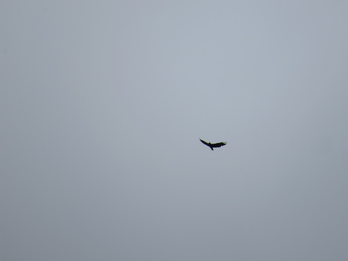 Black Hawk-Eagle - ML636214443