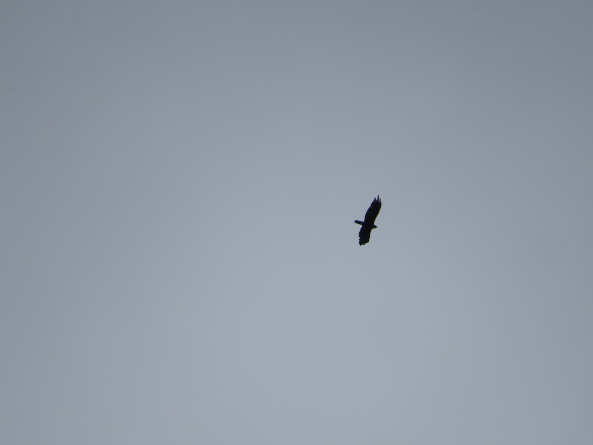 Black Hawk-Eagle - ML636214444