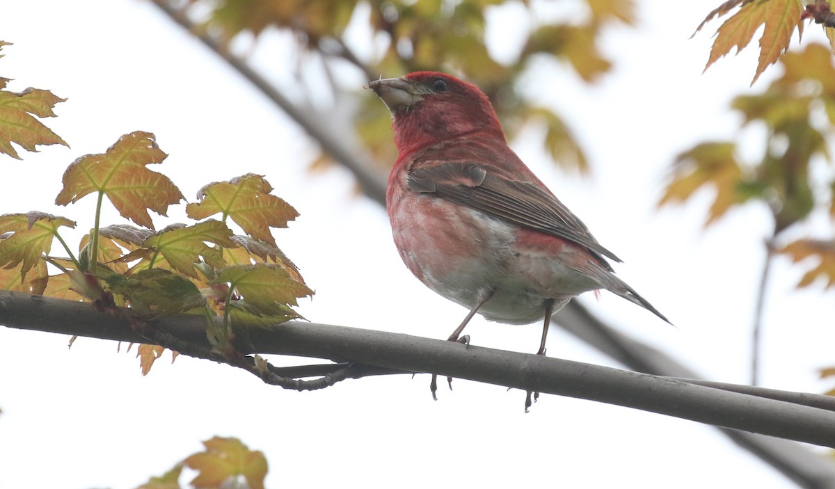 Purple Finch - ML636214476
