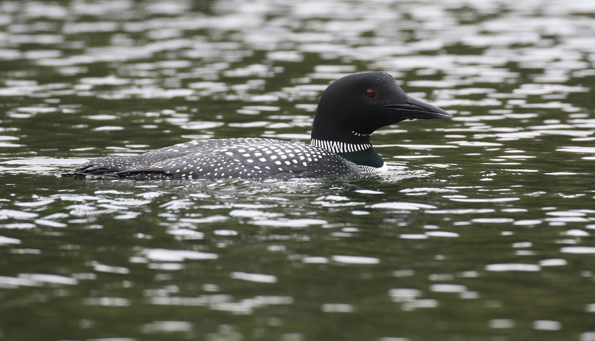 Common Loon - ML636214480