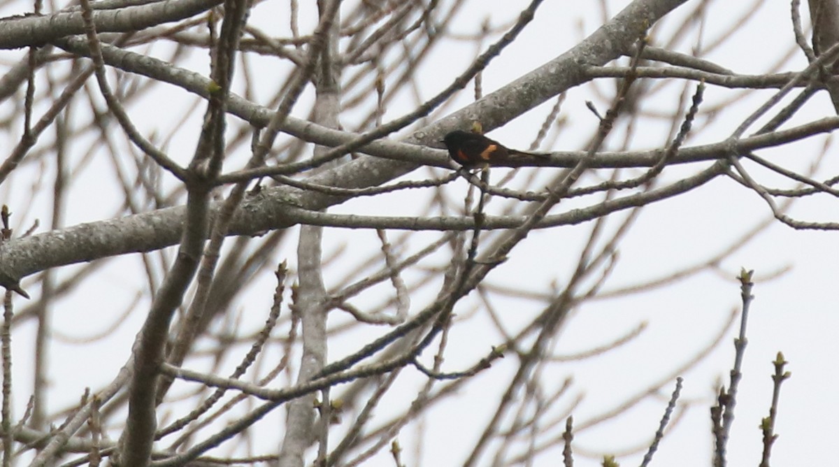 American Redstart - ML636214483
