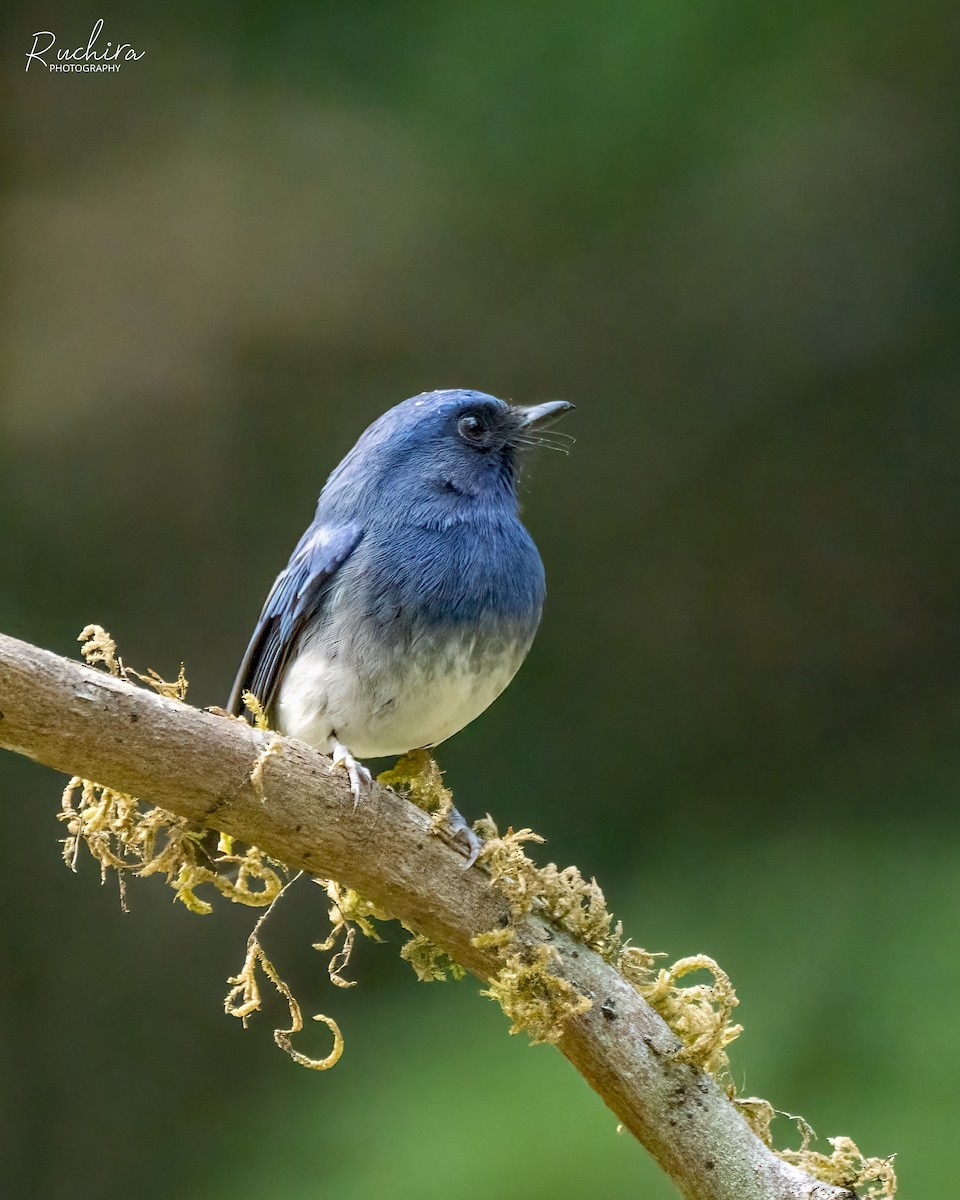 White-bellied Blue Flycatcher - ML636214800