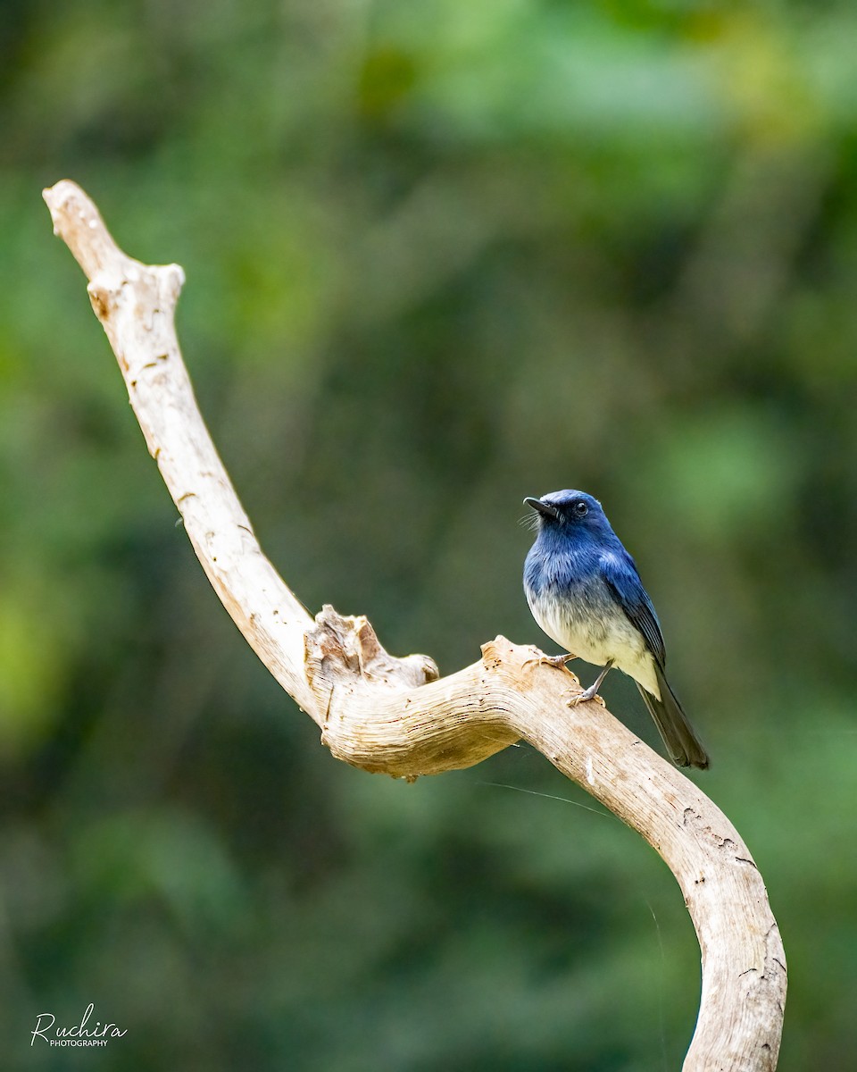 White-bellied Blue Flycatcher - ML636214801