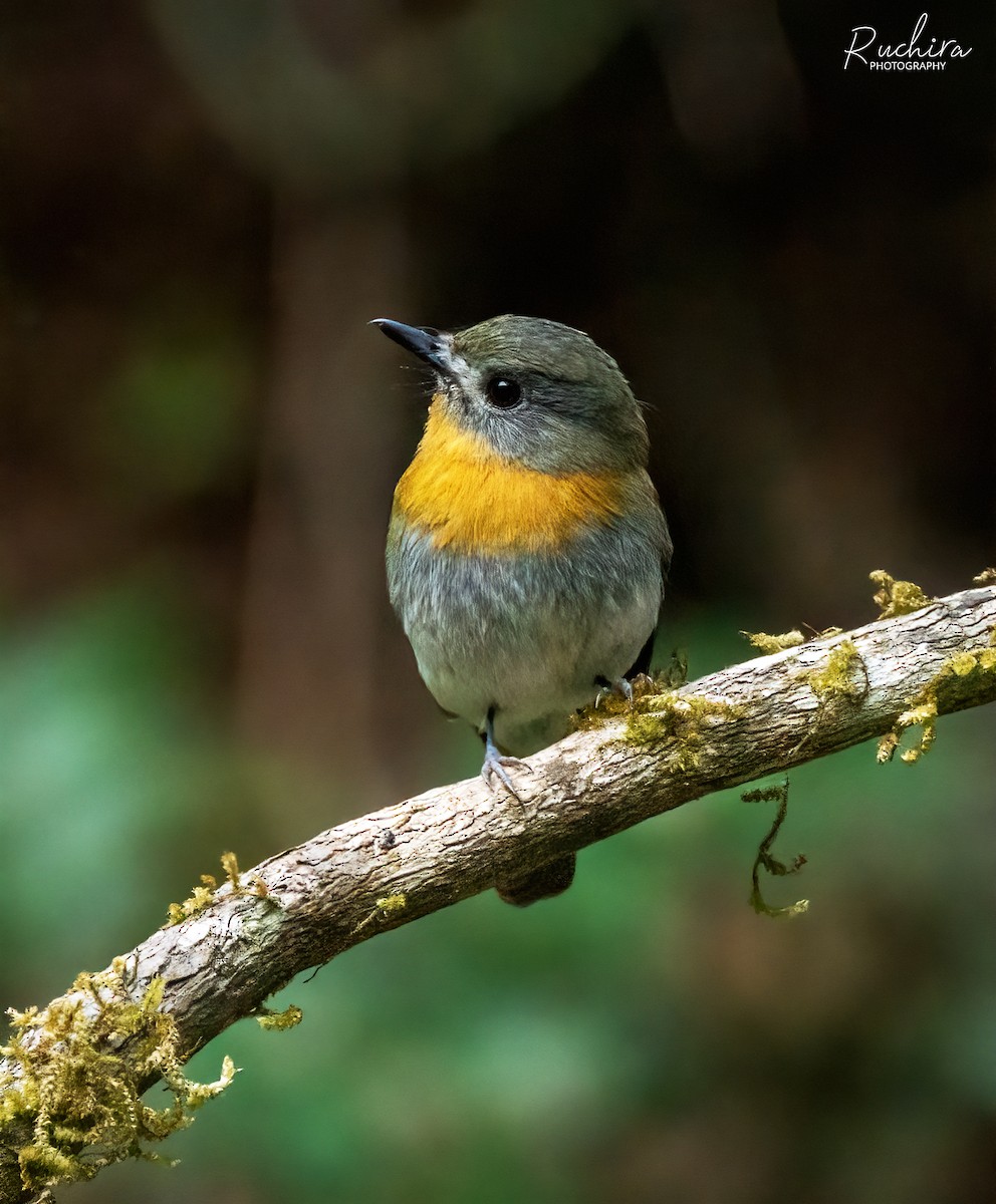 White-bellied Blue Flycatcher - ML636214802