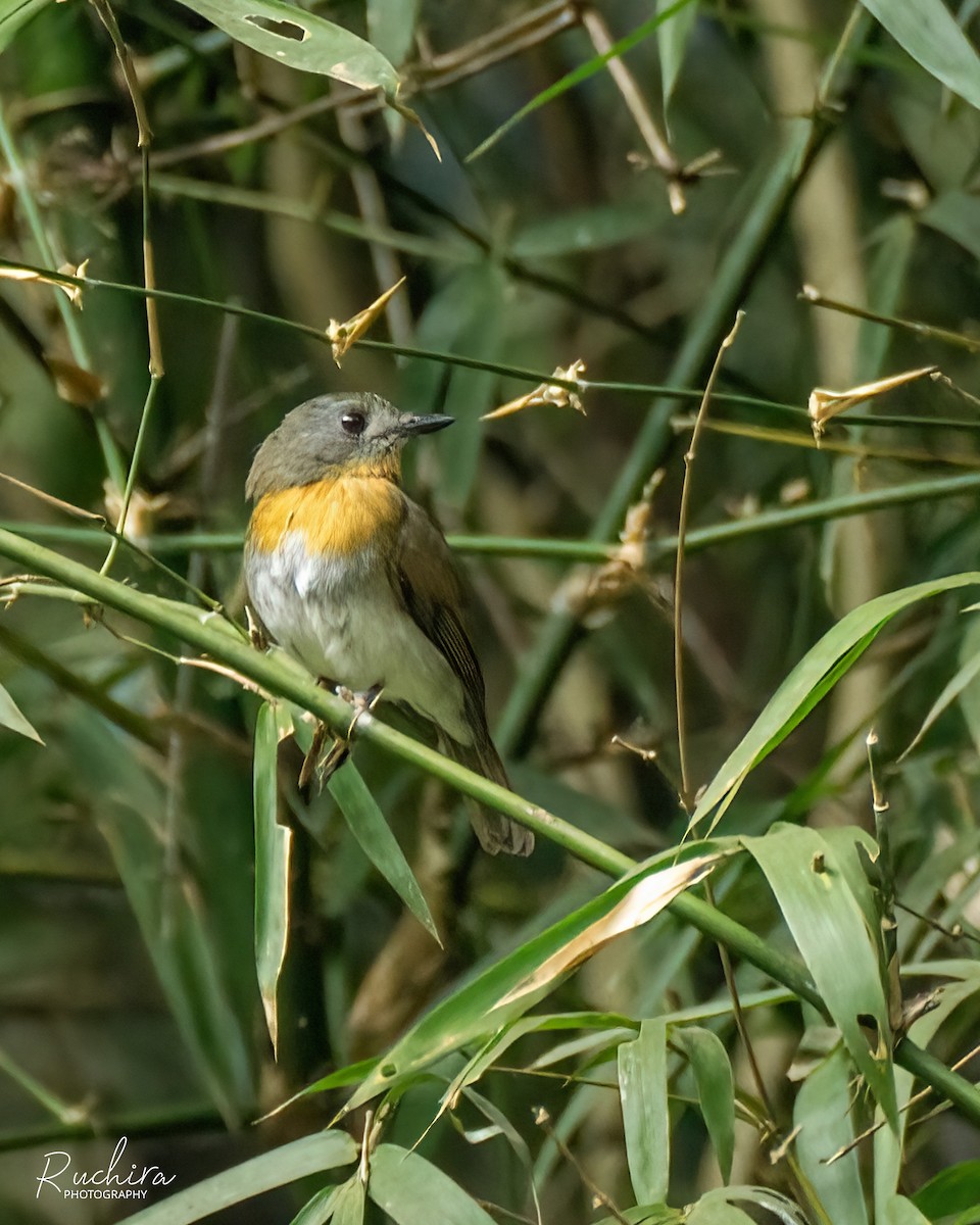 White-bellied Blue Flycatcher - ML636214816