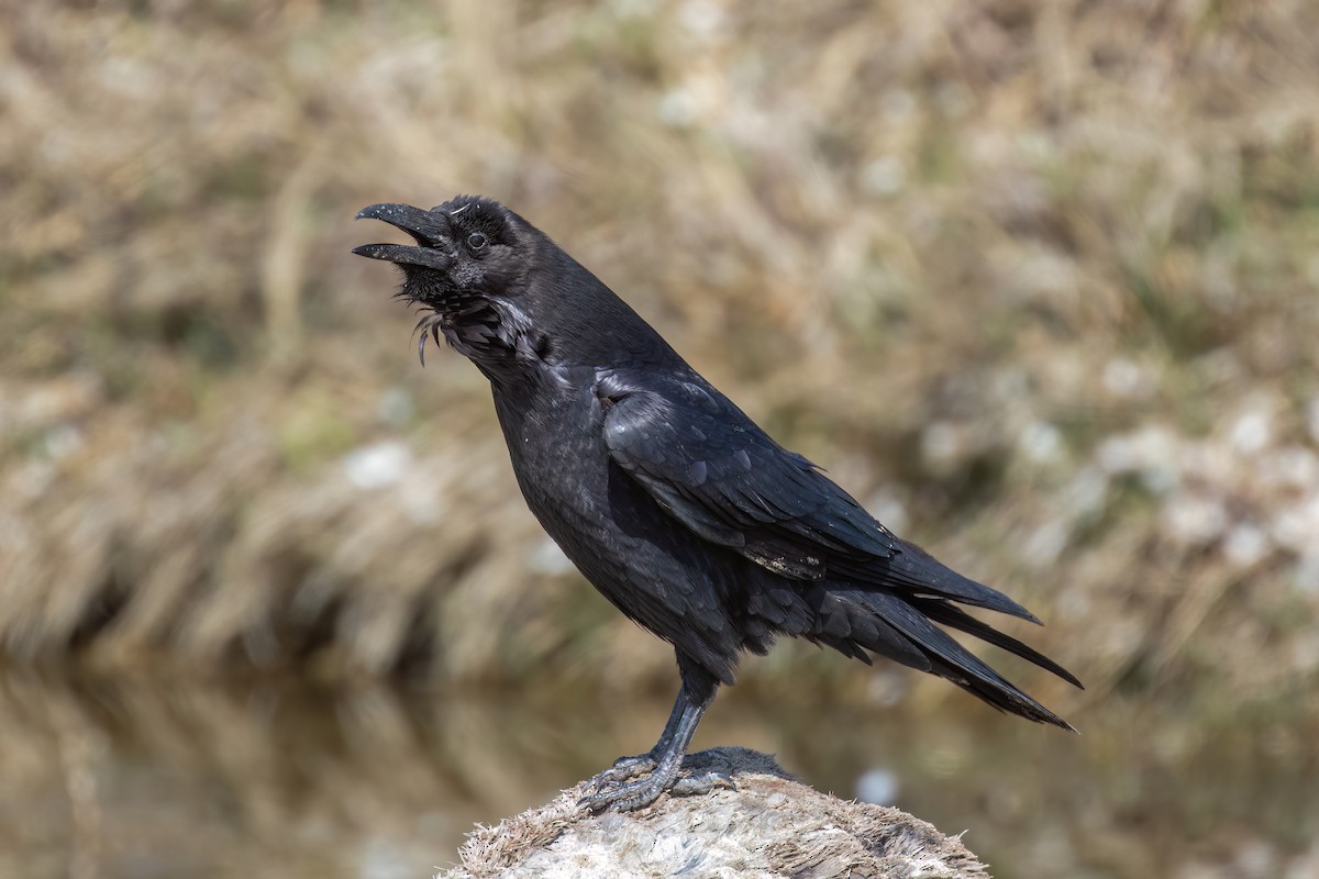 Common Raven - ML636214821