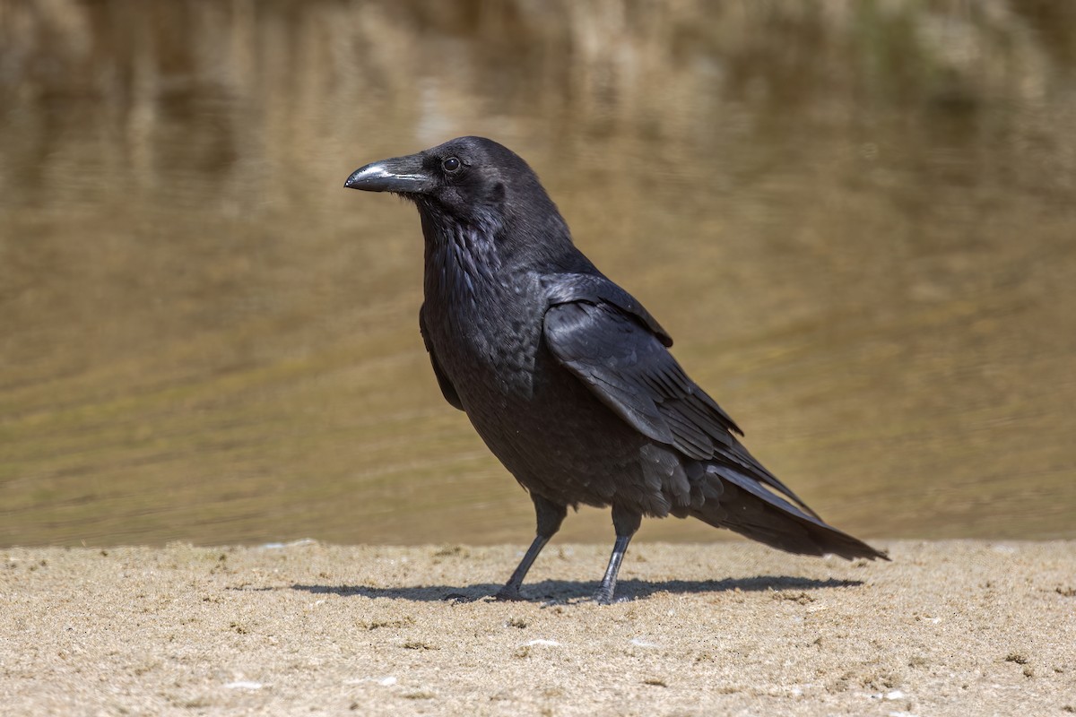Common Raven - ML636214822