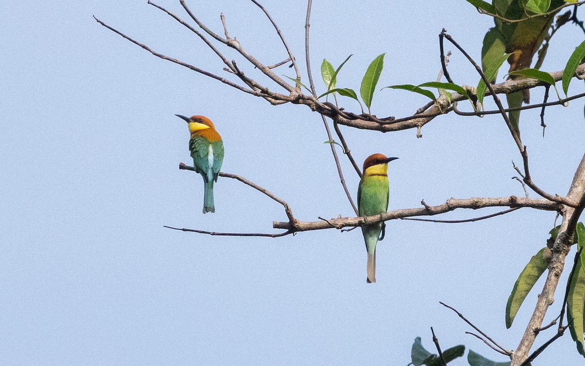 Chestnut-headed Bee-eater - ML636214875