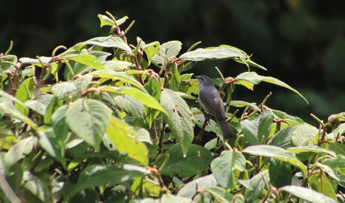 Superciliaried Hemispingus - ML636214921