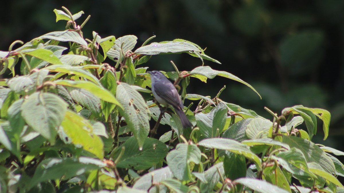 Superciliaried Hemispingus - ML636214924