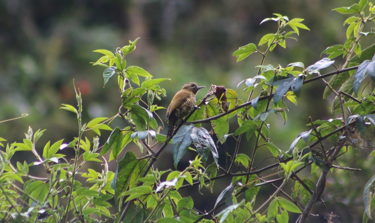 datel zebrovaný - ML636214952