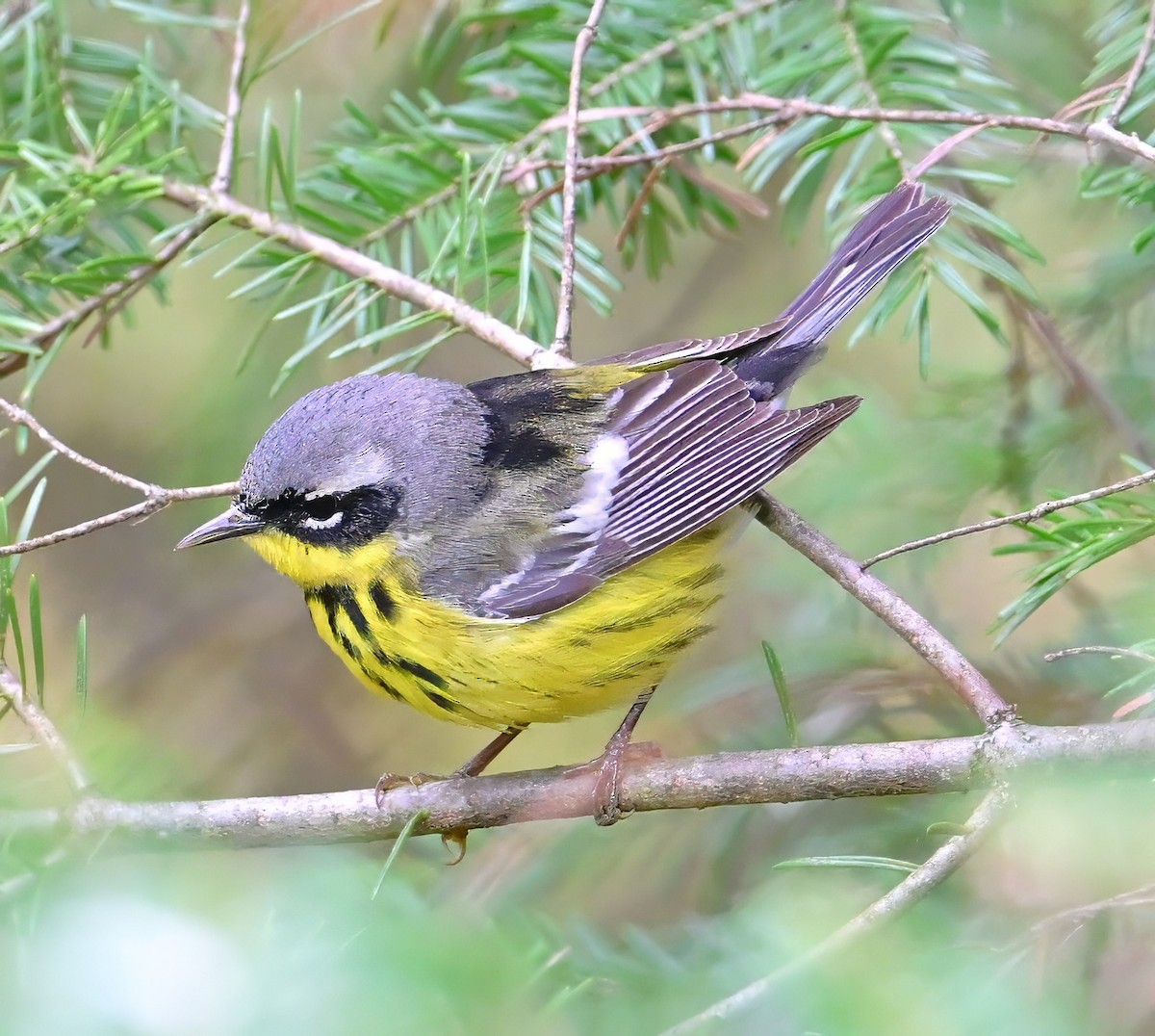 Magnolia Warbler - ML636215028