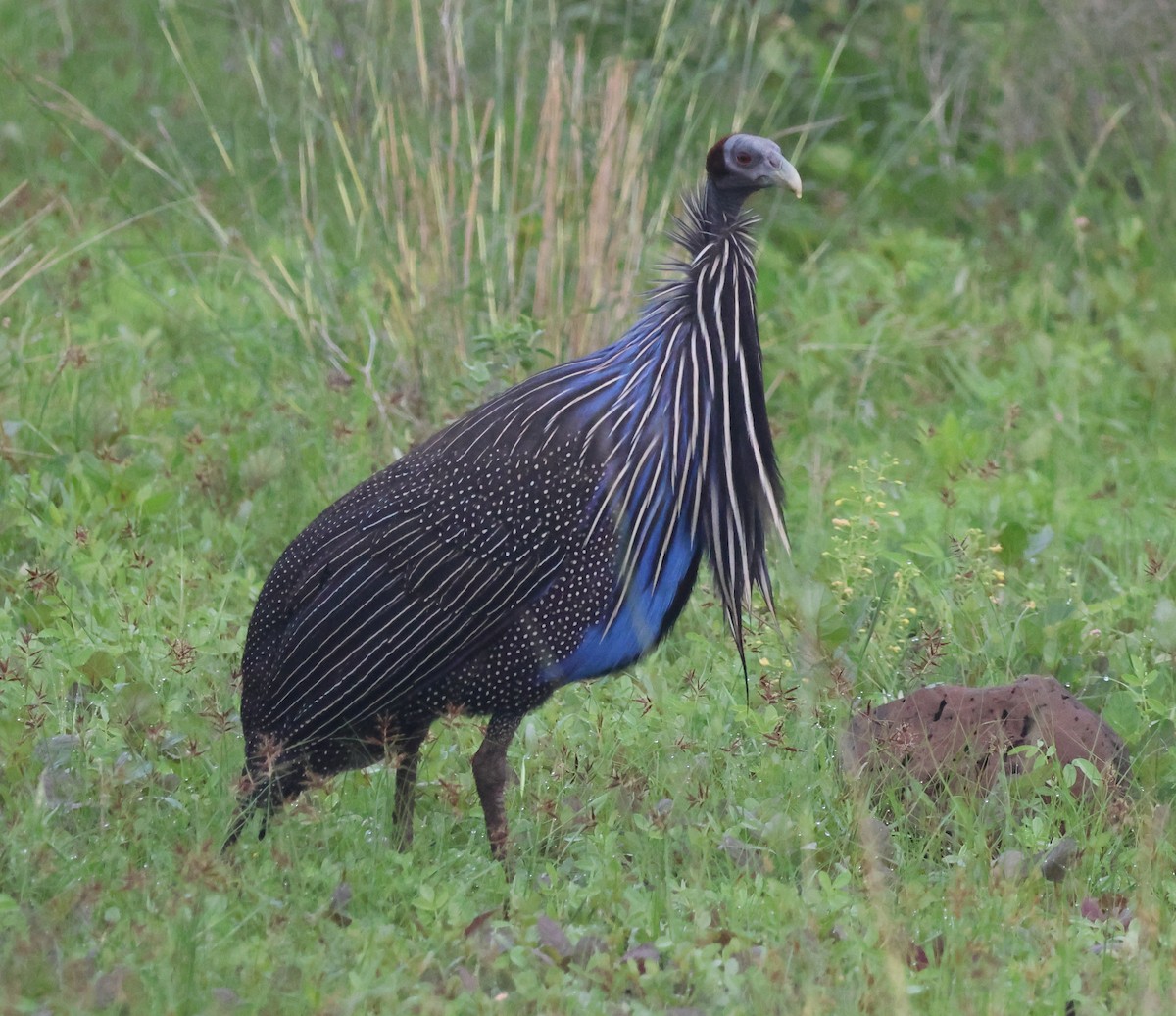 Vulturine Guineafowl - ML636215048