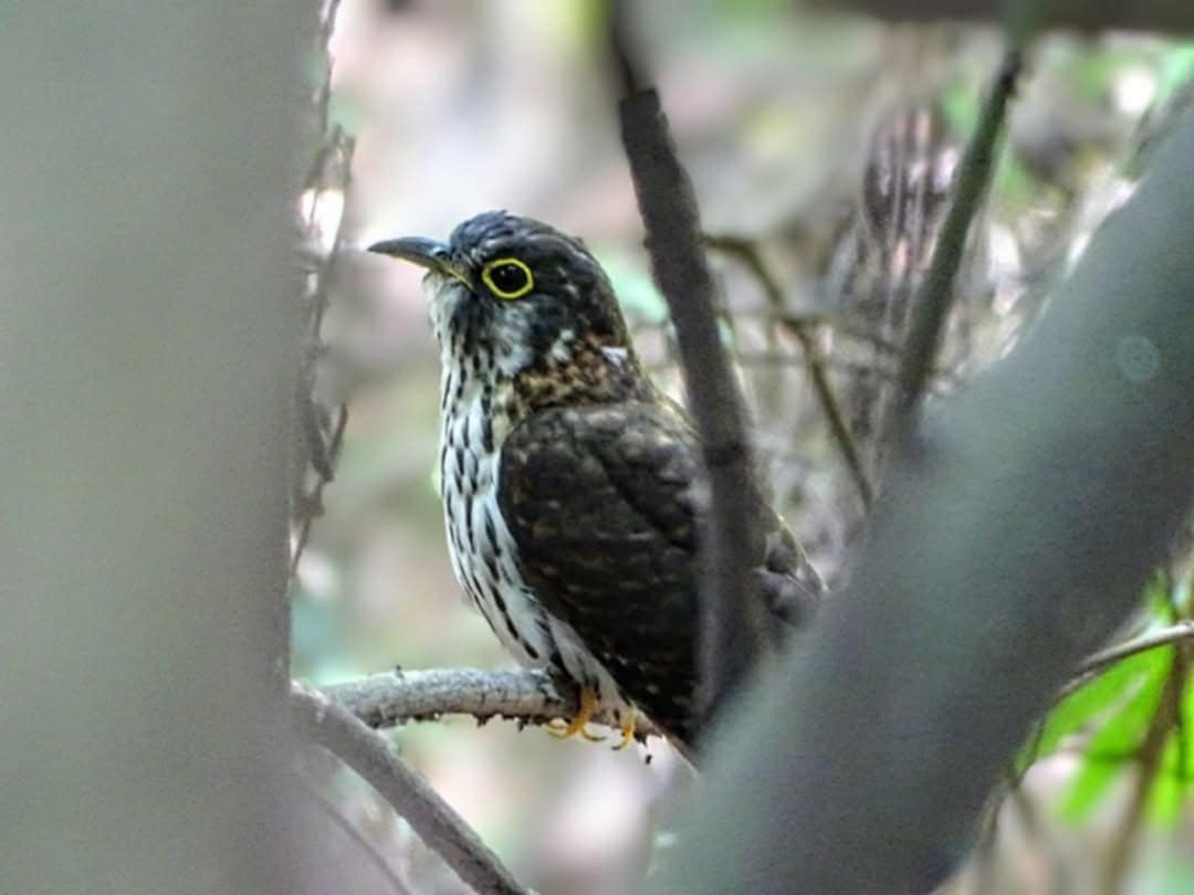 Moustached Hawk-Cuckoo - ML636215085