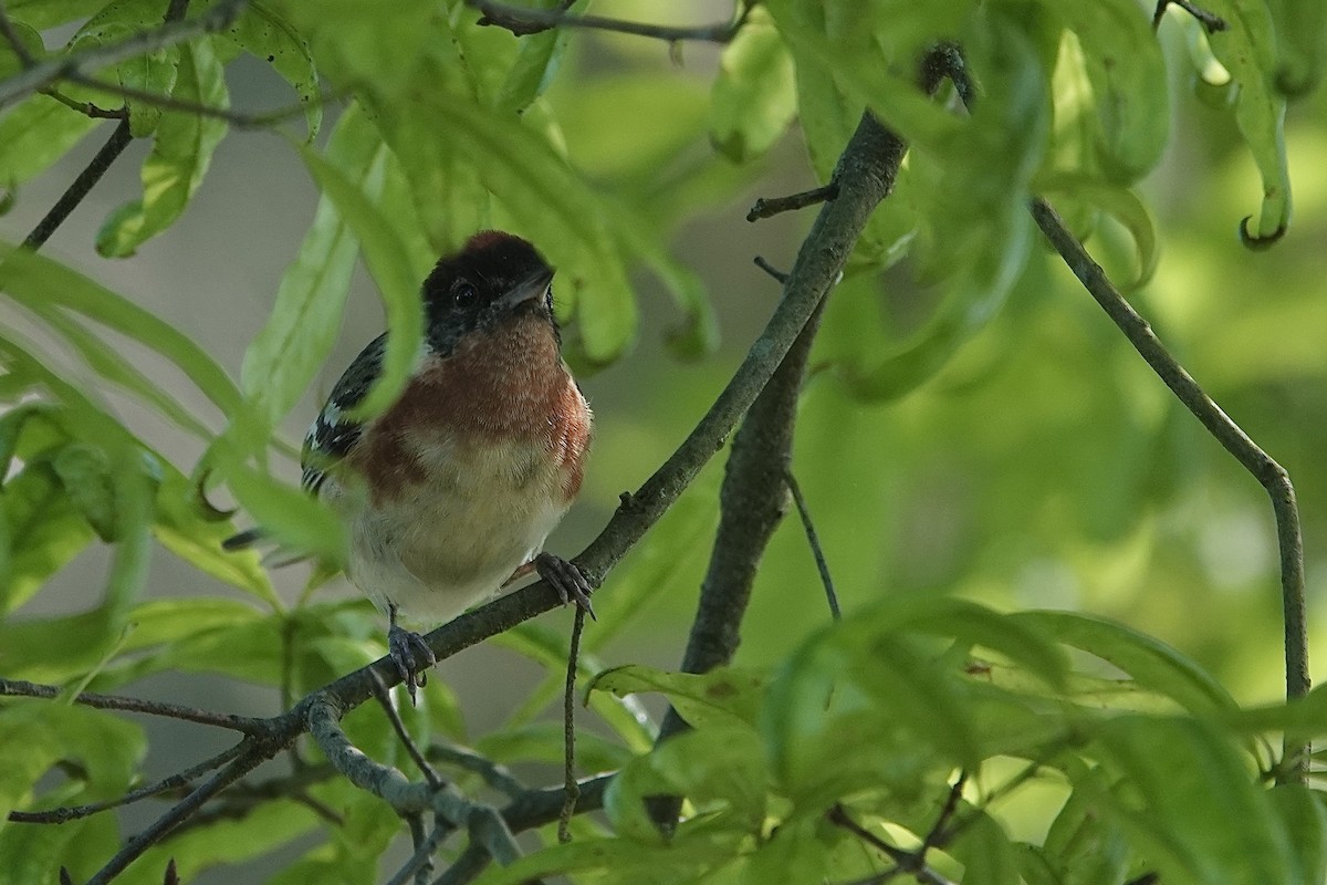 Bay-breasted Warbler - ML636215106