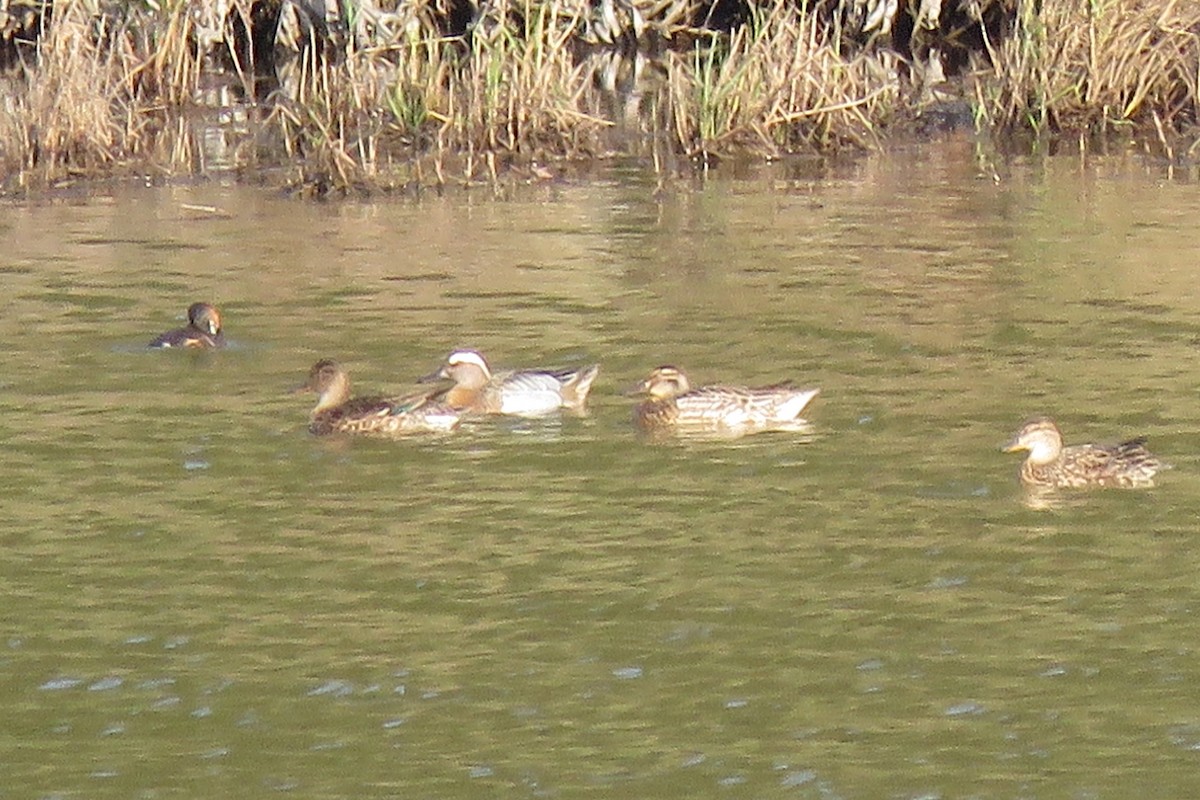 Garganey - ML636215107