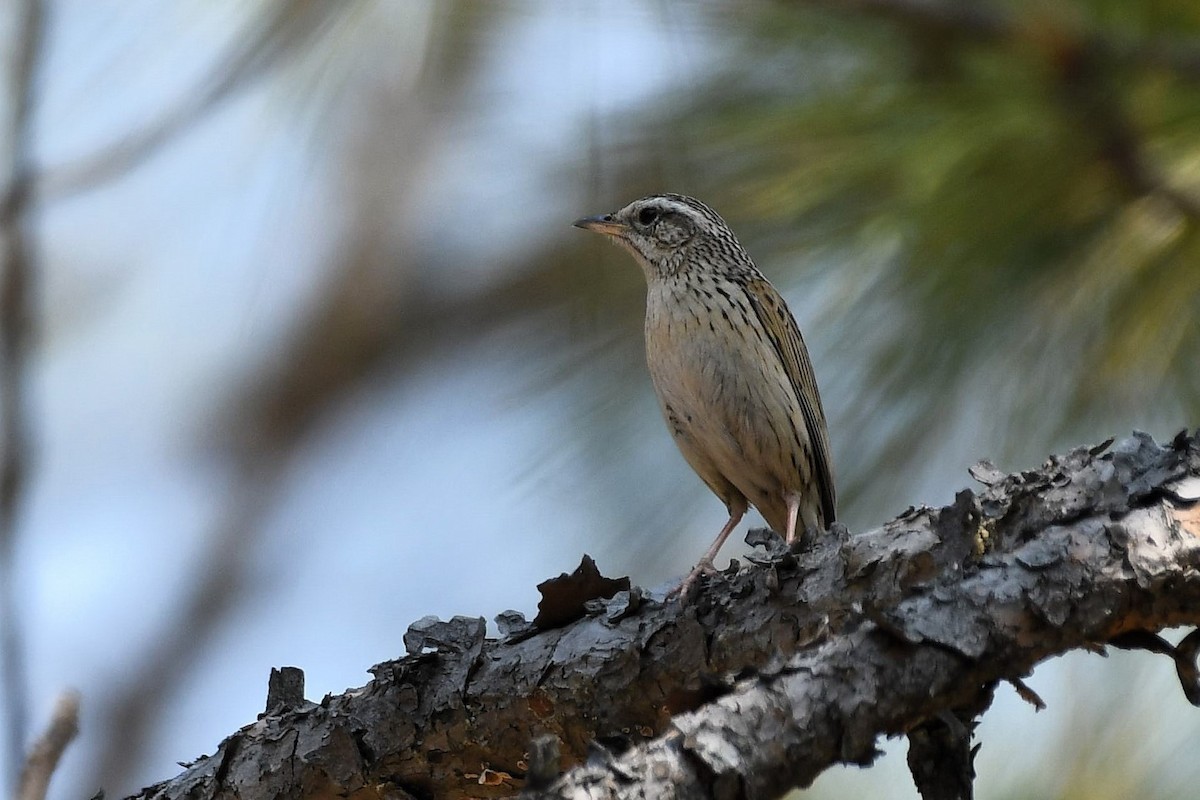 Upland Pipit - ML636215267