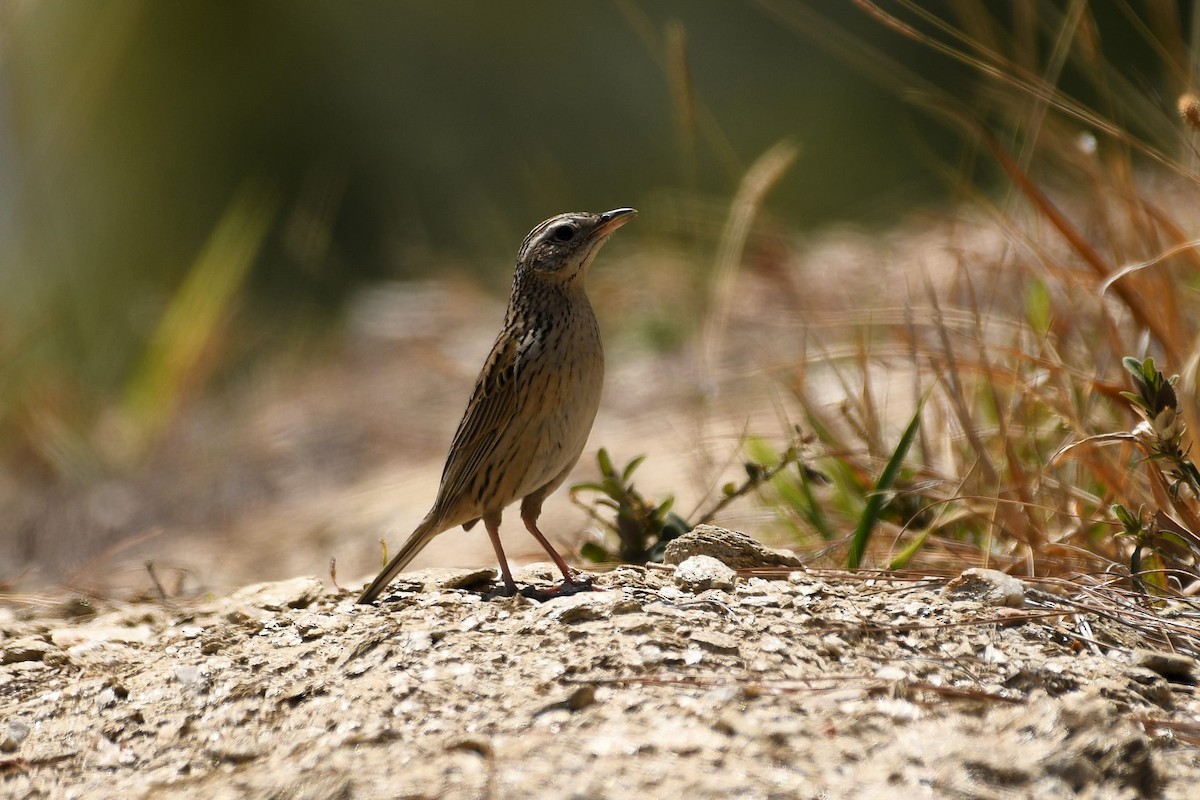 Upland Pipit - ML636215269