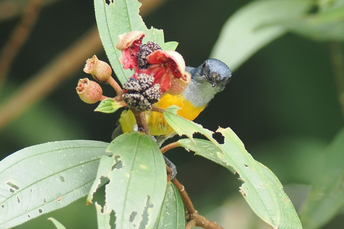 Orange-bellied Flowerpecker - ML636215309