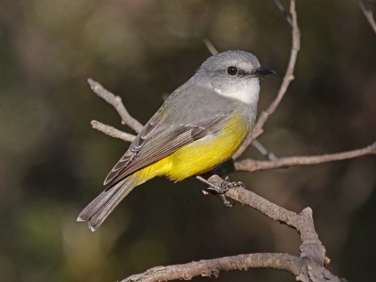 Western Yellow Robin - ML636215325