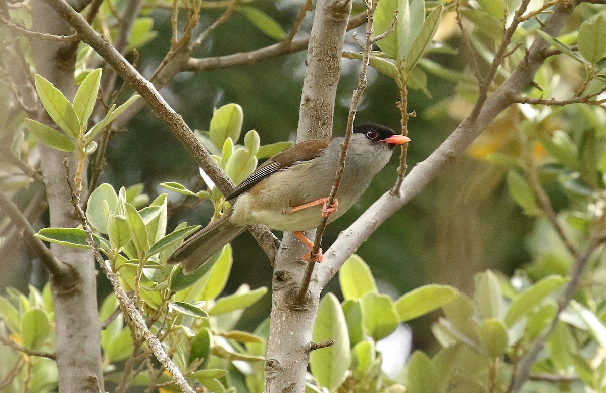 Bush Blackcap - ML636215352