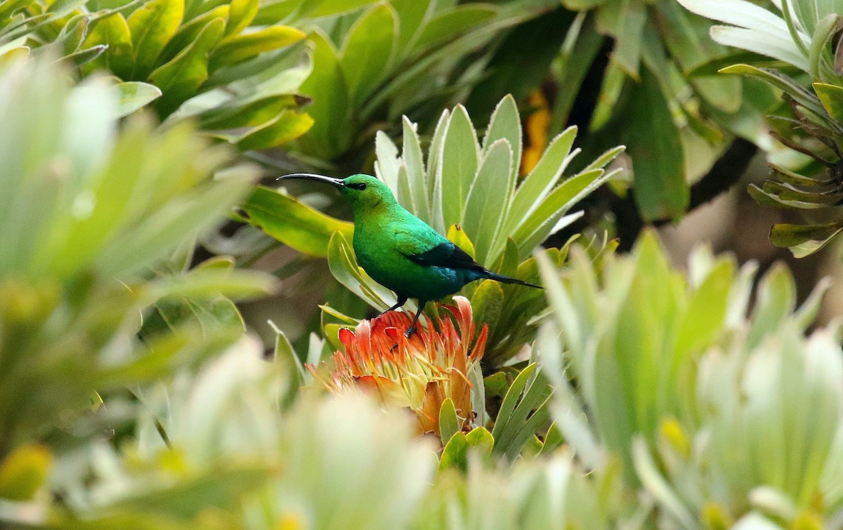 Malachite Sunbird - ML636215366