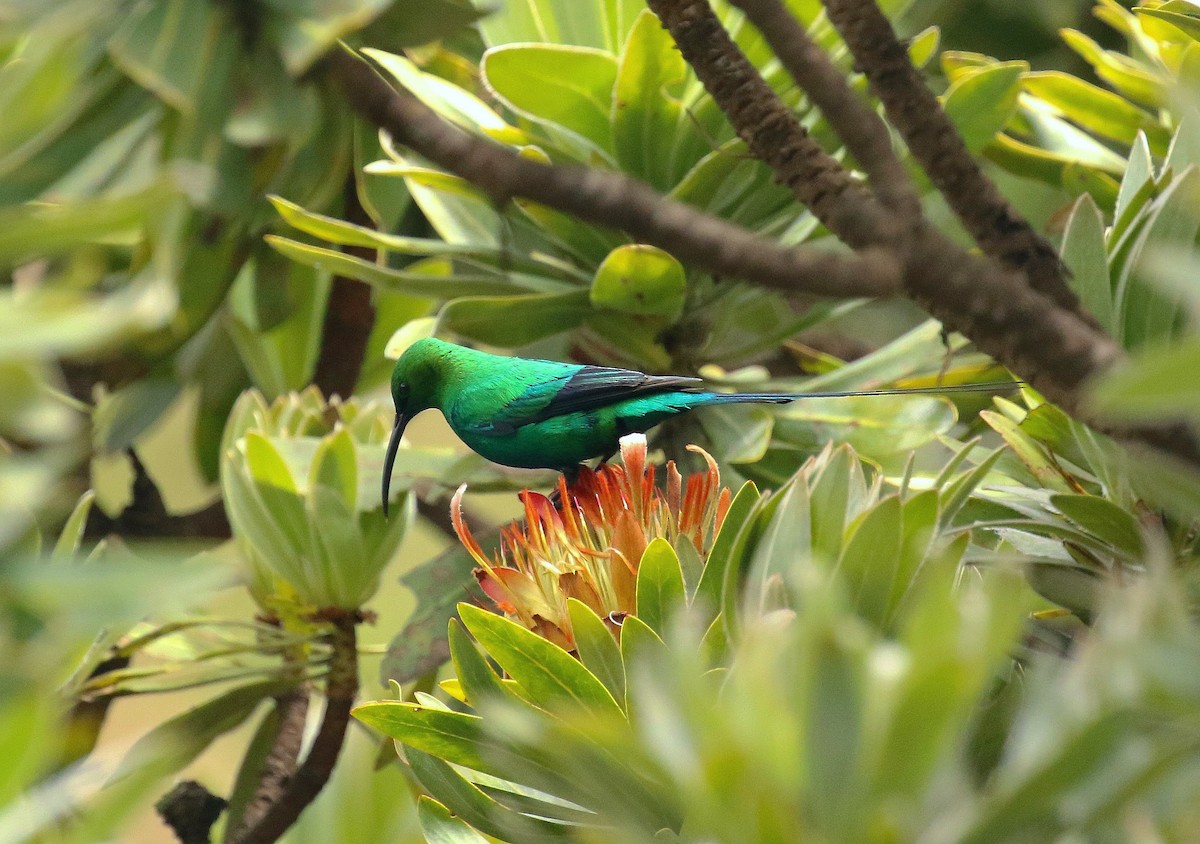 Malachite Sunbird - ML636215367