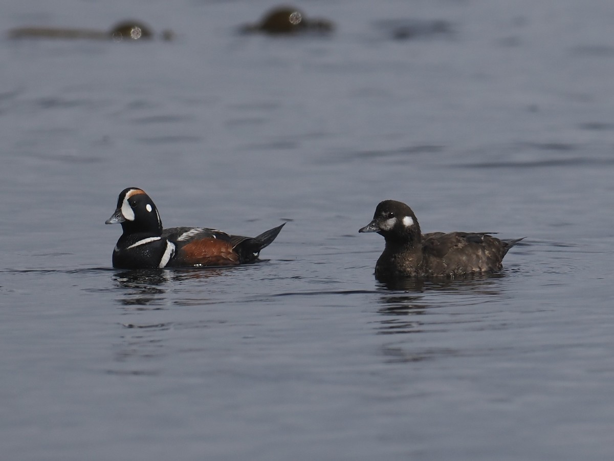 Harlequin Duck - ML636215381