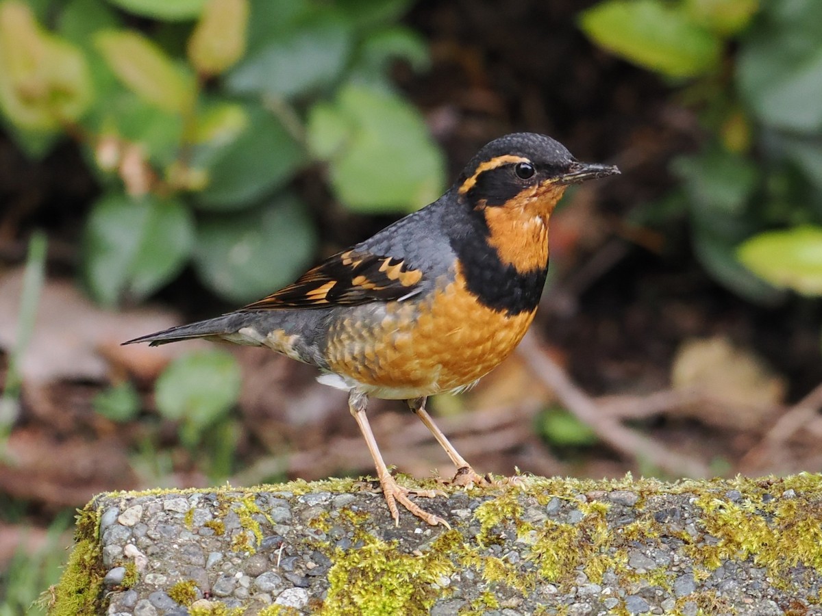 Varied Thrush - ML636215397