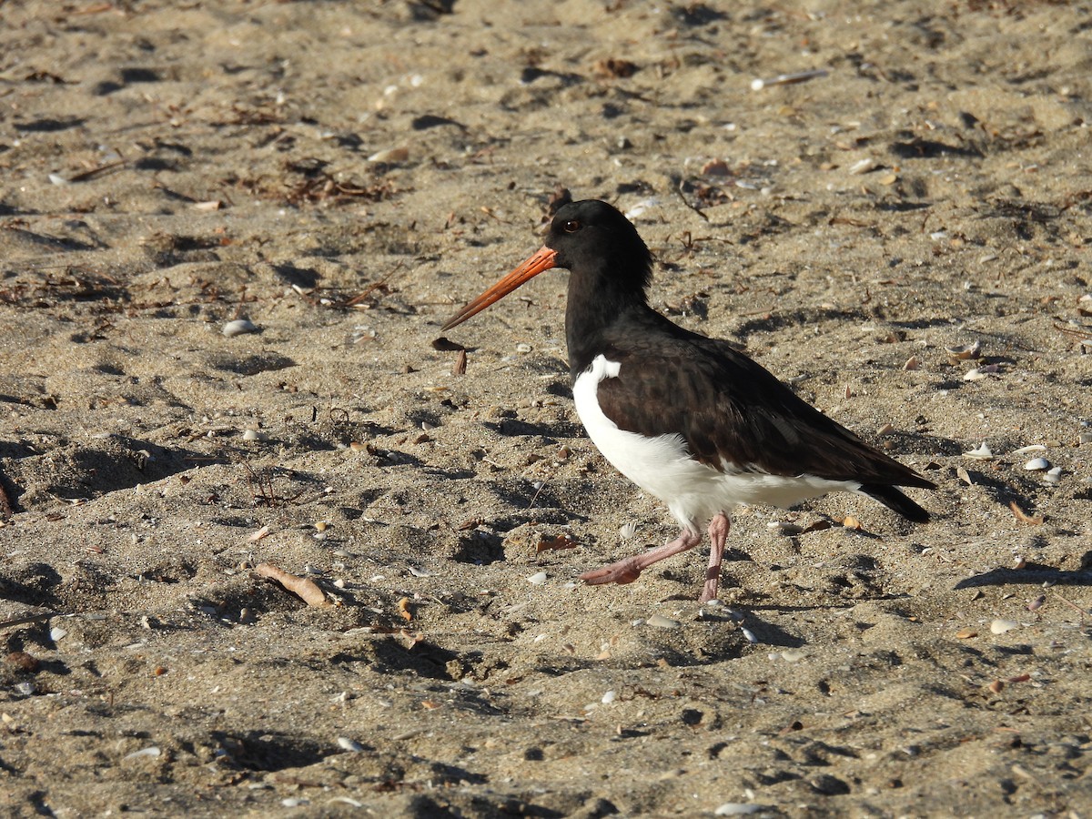 South Island Oystercatcher - ML636215399
