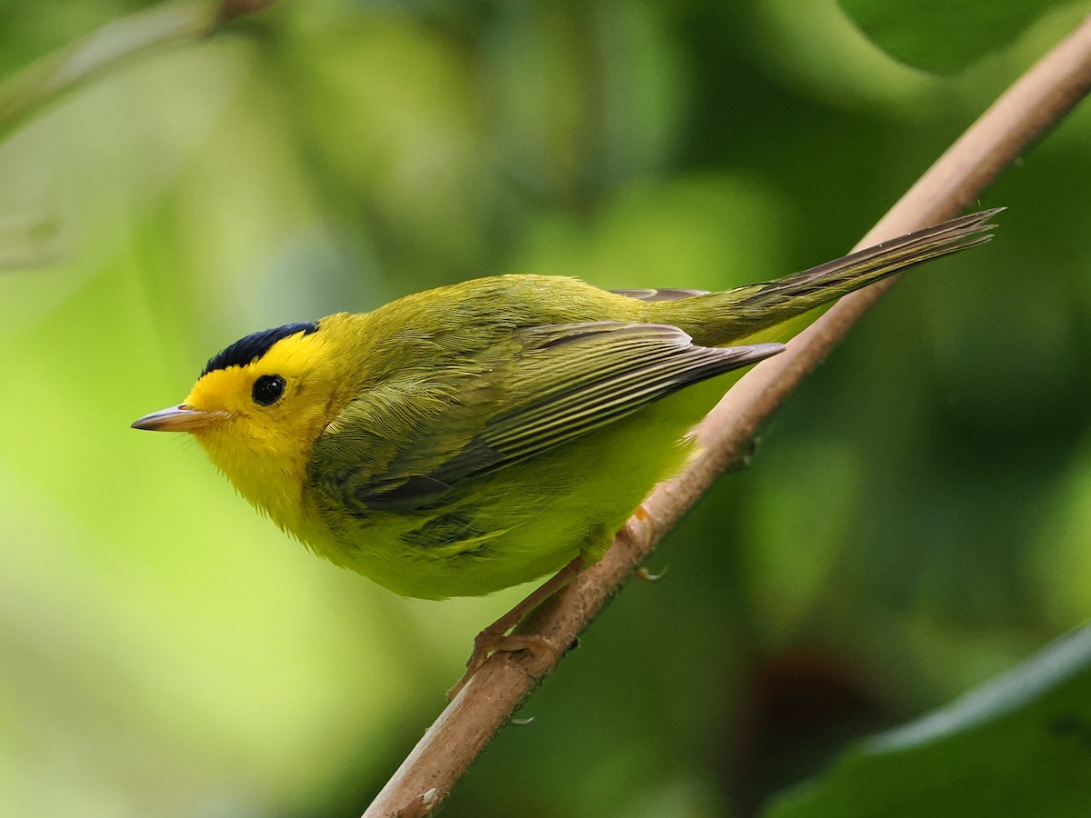 Wilson's Warbler - ML636215404