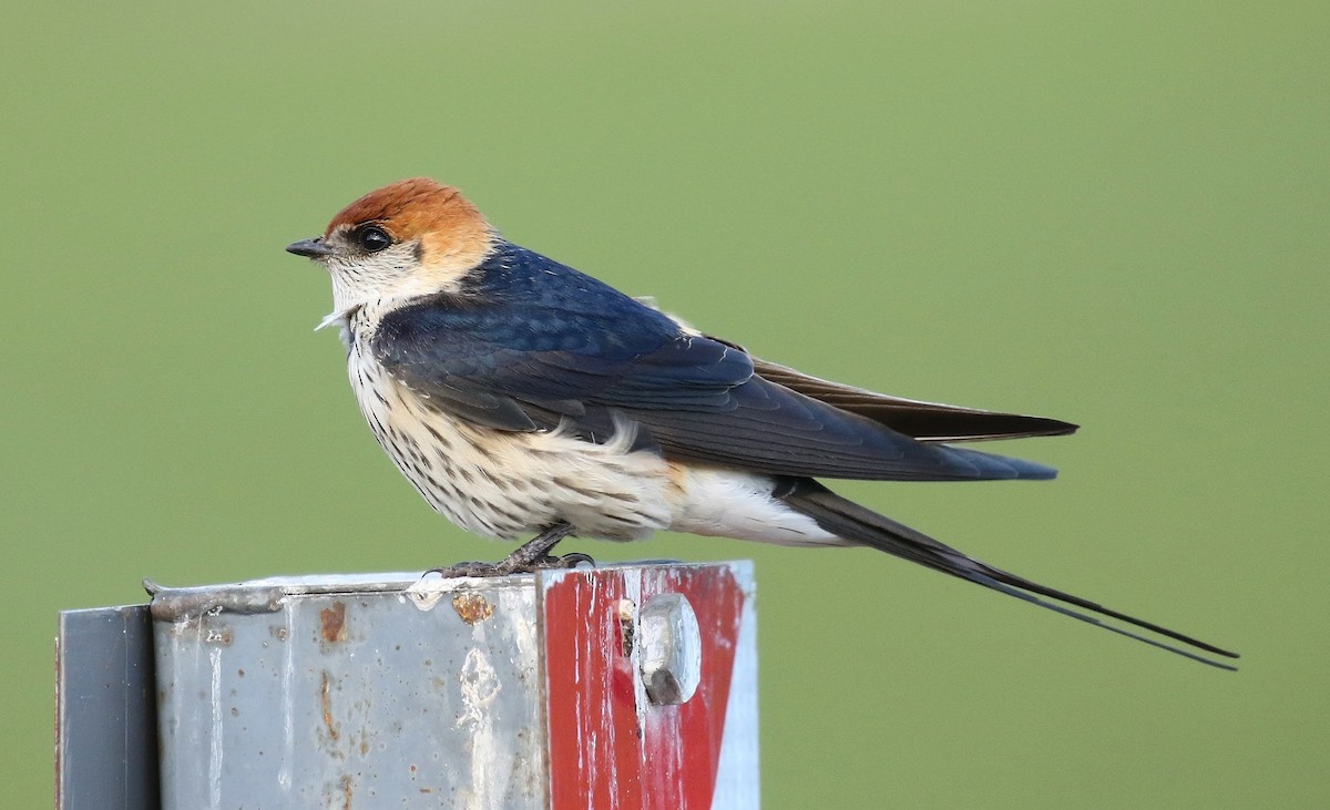 Golondrina Cabecirrufa - ML636215435