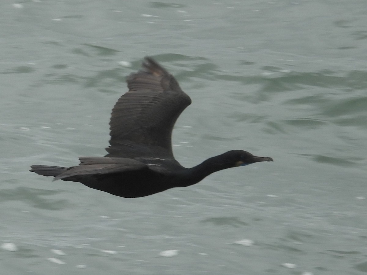 Brandt's Cormorant - ML636215456