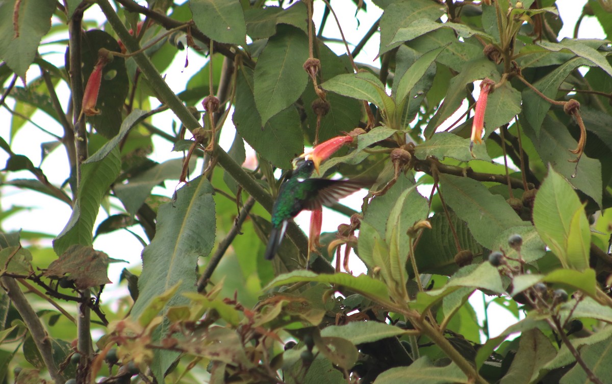 inka královský - ML636215471