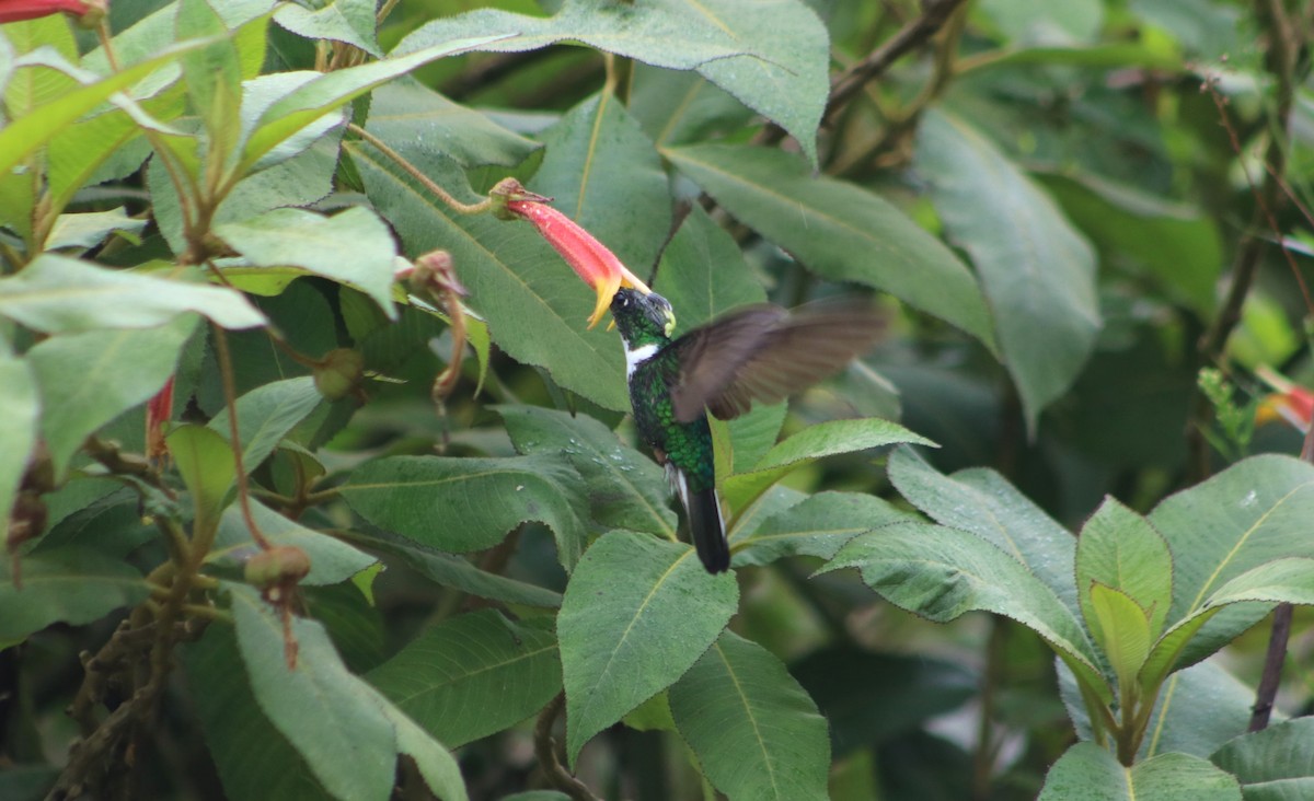 inka královský - ML636215472