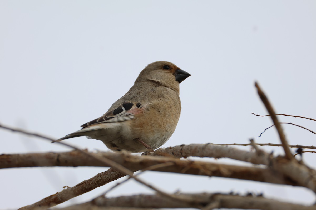 Desert Finch - ML636215488