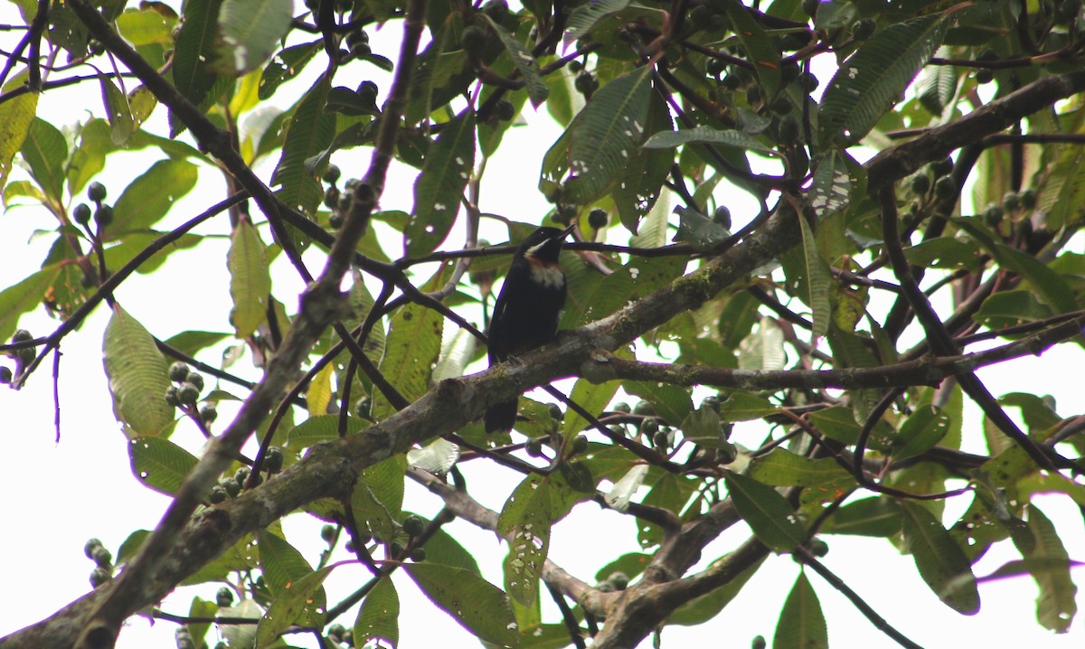 Moustached Flowerpiercer - ML636215626