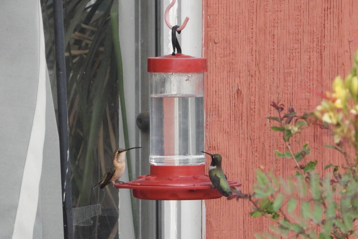 Lucifer Hummingbird - ML636215728