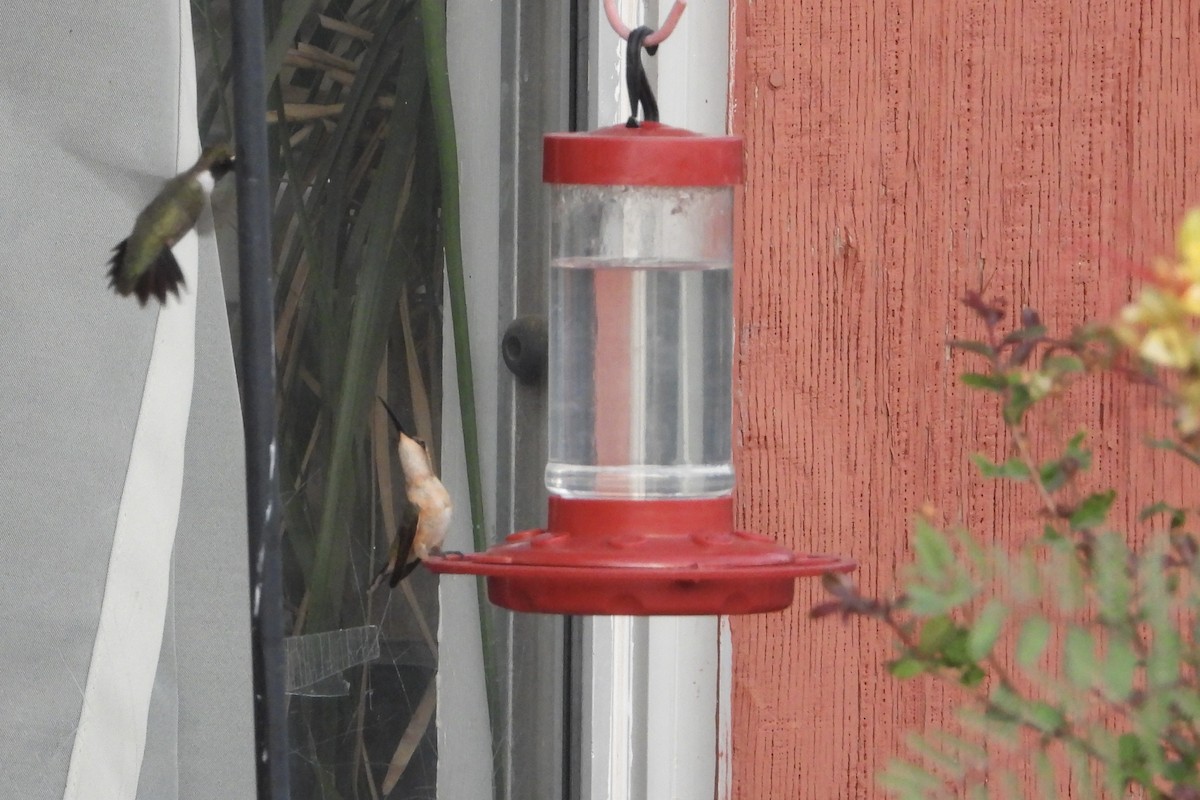 Lucifer Hummingbird - ML636215729