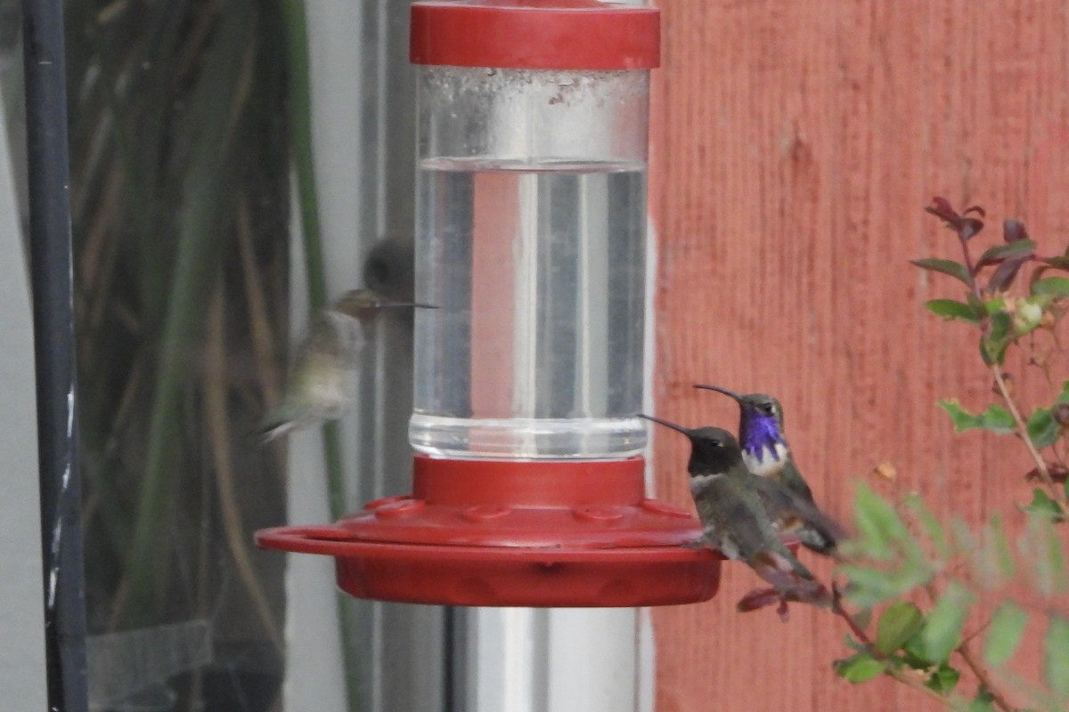 Lucifer Hummingbird - ML636215877