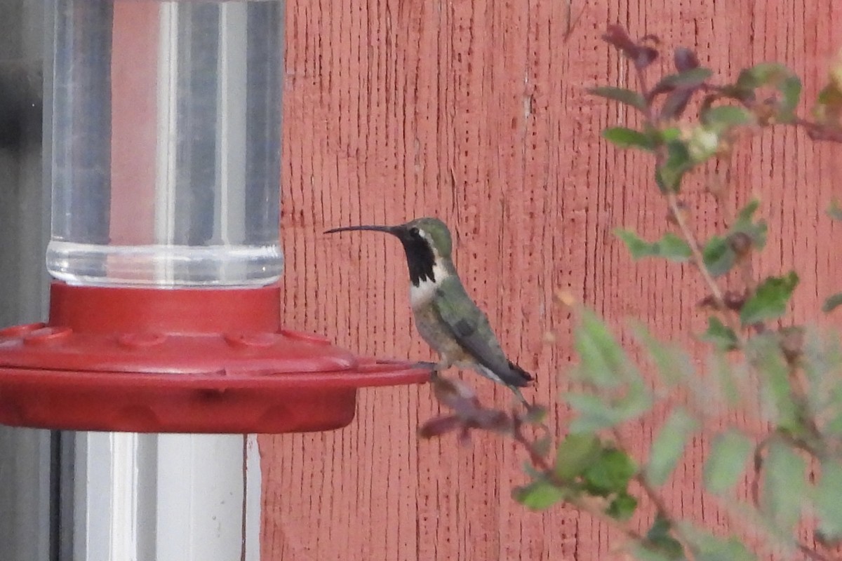 Lucifer Hummingbird - ML636215878