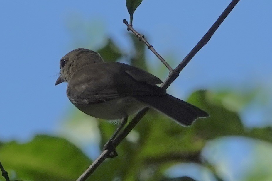 Gray Whistler - ML636215916